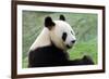 Big Panda-Thomas LENNE-Framed Photographic Print