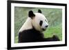 Big Panda-Thomas LENNE-Framed Photographic Print