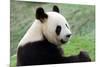 Big Panda-Thomas LENNE-Mounted Photographic Print