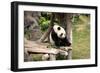 Big Panda-Friday-Framed Photographic Print