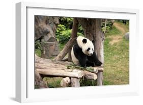 Big Panda-Friday-Framed Photographic Print