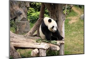 Big Panda-Friday-Mounted Photographic Print