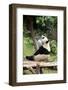 Big Panda-Friday-Framed Photographic Print