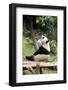 Big Panda-Friday-Framed Photographic Print