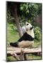 Big Panda-Friday-Mounted Photographic Print