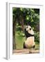 Big Panda-Friday-Framed Photographic Print