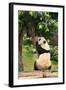 Big Panda-Friday-Framed Photographic Print