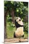 Big Panda-Friday-Mounted Photographic Print