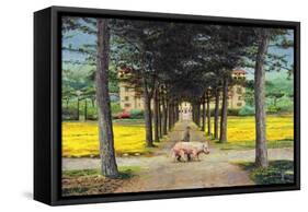 Big Pig, Pistoia, Tuscany-Trevor Neal-Framed Stretched Canvas