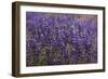 Big Pine Creek Hillside, Eastern Sierra, California. Fields Lupine-Michael Qualls-Framed Photographic Print