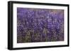 Big Pine Creek Hillside, Eastern Sierra, California. Fields Lupine-Michael Qualls-Framed Photographic Print