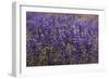 Big Pine Creek Hillside, Eastern Sierra, California. Fields Lupine-Michael Qualls-Framed Photographic Print