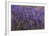 Big Pine Creek Hillside, Eastern Sierra, California. Fields Lupine-Michael Qualls-Framed Photographic Print