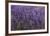 Big Pine Creek Hillside, Eastern Sierra, California. Fields Lupine-Michael Qualls-Framed Photographic Print