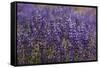 Big Pine Creek Hillside, Eastern Sierra, California. Fields Lupine-Michael Qualls-Framed Stretched Canvas