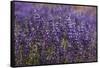 Big Pine Creek Hillside, Eastern Sierra, California. Fields Lupine-Michael Qualls-Framed Stretched Canvas