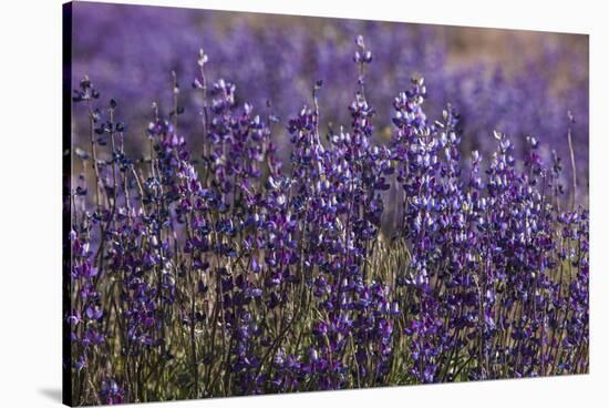 Big Pine Creek Hillside, Eastern Sierra, California. Fields Lupine-Michael Qualls-Stretched Canvas