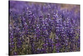 Big Pine Creek Hillside, Eastern Sierra, California. Fields Lupine-Michael Qualls-Stretched Canvas