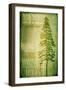 Big Piney-LightBoxJournal-Framed Giclee Print