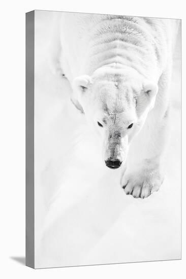 Big Polar Bear Hunting in Snow-Mikhail Kolesnikov-Stretched Canvas