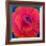 Big Poppy, c.2003-Ruth Addinall-Framed Art Print