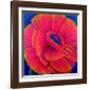 Big Poppy, c.2003-Ruth Addinall-Framed Art Print