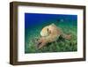 Big Red Octopus (Octopus Cyaneus)-Rich Carey-Framed Photographic Print