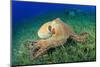 Big Red Octopus (Octopus Cyaneus)-Rich Carey-Mounted Photographic Print