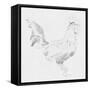 Big Rooster Sketch I-Jacob Green-Framed Stretched Canvas