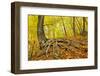 Big Roots in A Forest-Czamfir-Framed Photographic Print