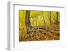Big Roots in A Forest-Czamfir-Framed Photographic Print