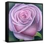 Big Rose-Ruth Addinall-Framed Stretched Canvas