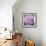 Big Rose-Ruth Addinall-Framed Giclee Print displayed on a wall