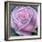 Big Rose-Ruth Addinall-Framed Giclee Print