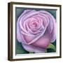 Big Rose-Ruth Addinall-Framed Giclee Print