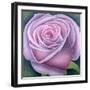 Big Rose-Ruth Addinall-Framed Giclee Print