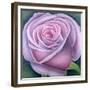 Big Rose-Ruth Addinall-Framed Giclee Print