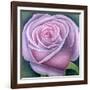 Big Rose-Ruth Addinall-Framed Giclee Print