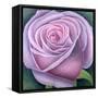 Big Rose-Ruth Addinall-Framed Stretched Canvas