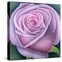 Big Rose-Ruth Addinall-Stretched Canvas