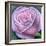 Big Rose-Ruth Addinall-Framed Giclee Print