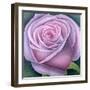 Big Rose-Ruth Addinall-Framed Giclee Print