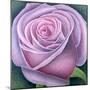 Big Rose-Ruth Addinall-Mounted Giclee Print