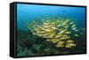 Big School of Yellow Snappers-Bernard Radvaner-Framed Stretched Canvas