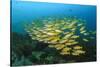 Big School of Yellow Snappers-Bernard Radvaner-Stretched Canvas