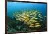 Big School of Yellow Snappers-Bernard Radvaner-Framed Photographic Print