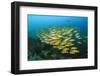 Big School of Yellow Snappers-Bernard Radvaner-Framed Photographic Print