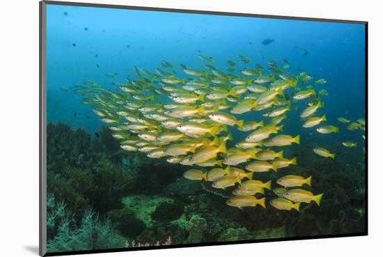 Big School of Yellow Snappers-Bernard Radvaner-Mounted Photographic Print