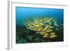 Big School of Yellow Snappers-Bernard Radvaner-Framed Photographic Print