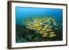 Big School of Yellow Snappers-Bernard Radvaner-Framed Photographic Print